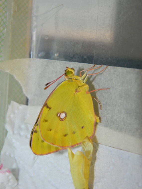 Colias crocea e uova